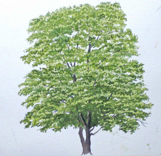 Einen Baum malen mit Aquarellfarben John Fisher Wiemalt