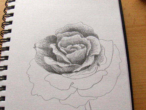 Featured image of post Blüte Rose Zeichnen Bleistift