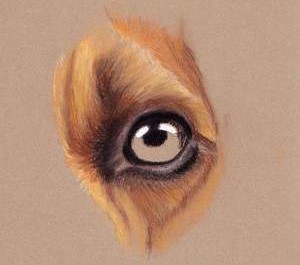 Tiere mit Pastellkreide zeichnen - Tieraugen zeichnen- Hund zeichnen - Petra Neuhaus