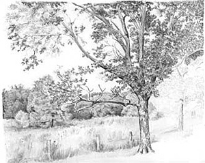 Einen Baum, Bäume, Wald zeichnen Anleitung –Diane Wright
