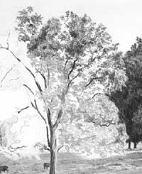 Einen Baum, Bäume, Wald zeichnen Anleitung –Diane Wright