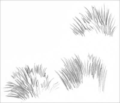 Gras ,Gräser Büsche mit Bleistift Zeichnen –Anleitung- Diane Wright