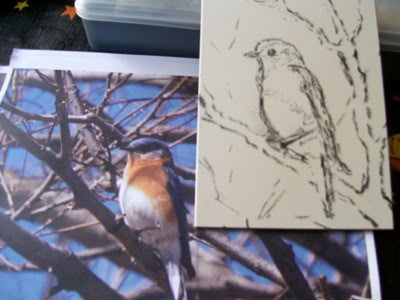 Einen Vogel  mit Pastellkreide zeichnen –Anleitung- Christine Novak Cane