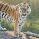 Ein Tiger am Wasser, Tiere zeichnen, Pastellzeichnung - Eric Wilson