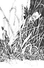 Gras, Gräser,Stroh oder Büsche zeichnen, Negatives Zeichnen – Mike Sibley