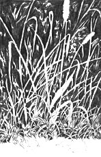 Gras, Gräser,Stroh oder Büsche zeichnen, Negatives Zeichnen – Mike Sibley