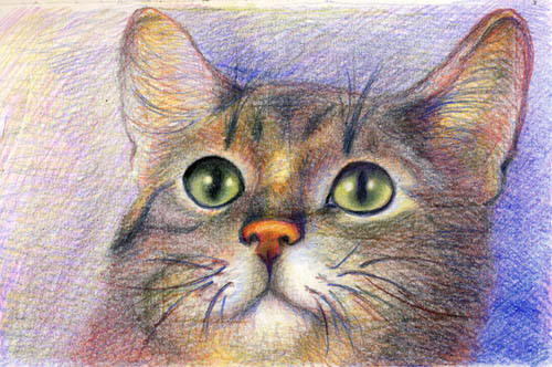 Die Katze zeichnen mit Buntstiften -Tiere mit Bunstift zeichnen
