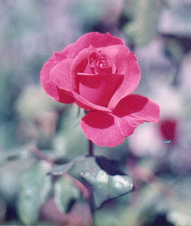 Rosen Blumen Blüten mit Wasserfarben malen – Anleitung 1 von Barbara Fox